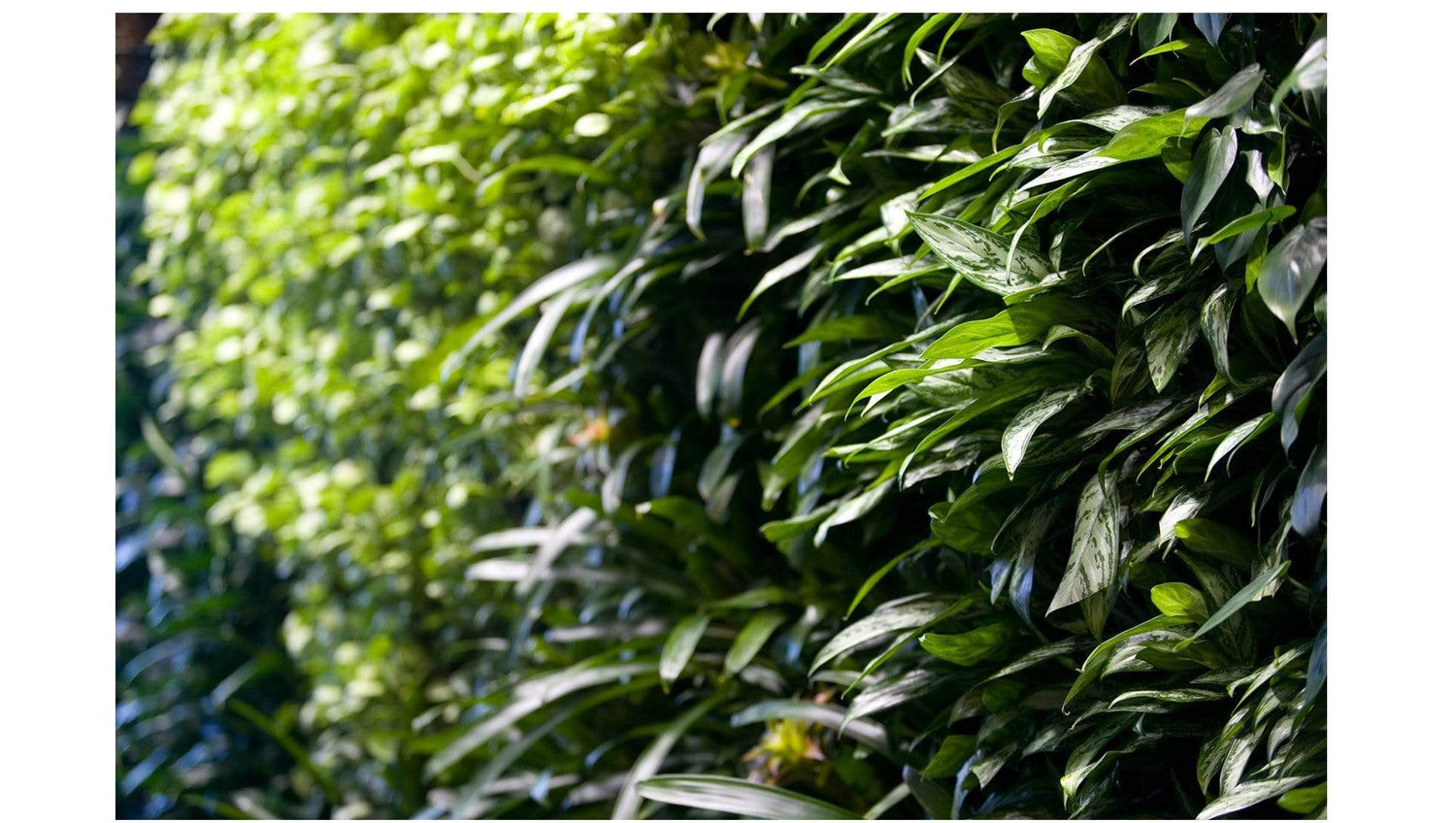 Accessories Plant Walls